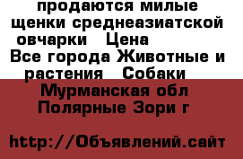 продаются милые щенки среднеазиатской овчарки › Цена ­ 30 000 - Все города Животные и растения » Собаки   . Мурманская обл.,Полярные Зори г.